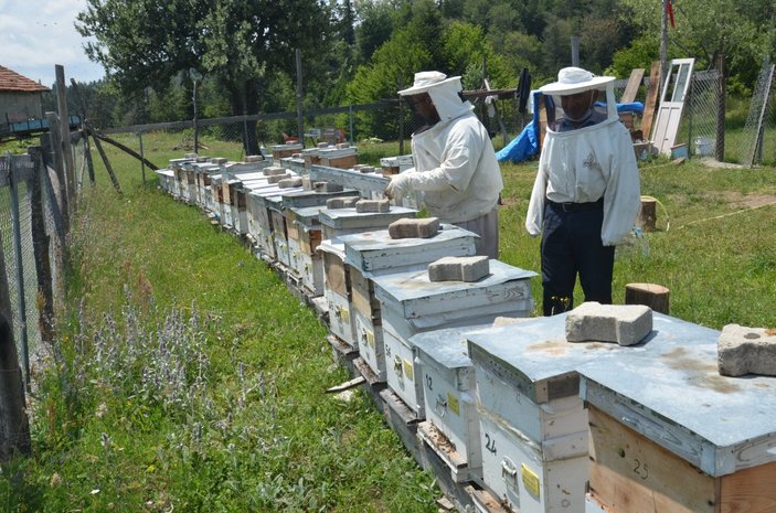 Kastamonu'da arı kovanlarını radyo sayesinde koruyor