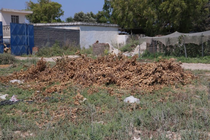 Adana'da 108 portakal ağacı baltayla kesildi