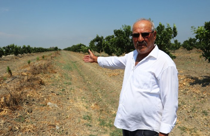 Adana'da 108 portakal ağacı baltayla kesildi