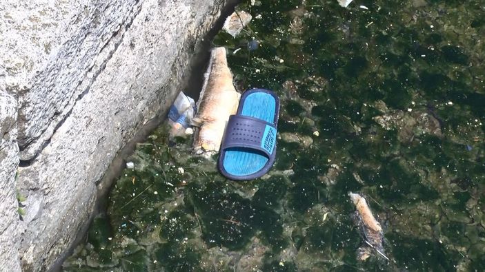 Büyükçekmece Gölü'nde ölü balıklar kıyıya vurdu