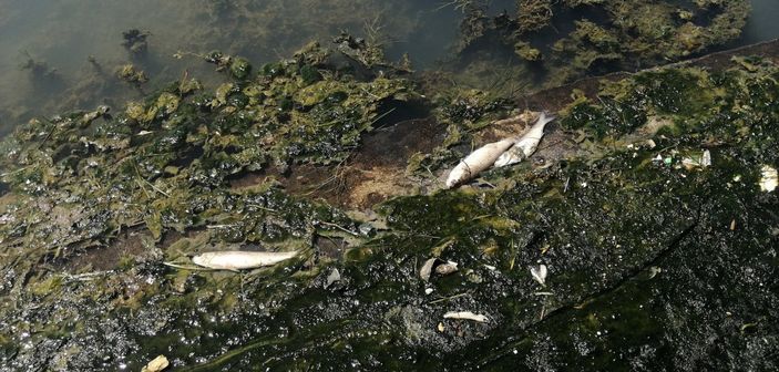 Büyükçekmece Gölü'nde ölü balıklar kıyıya vurdu