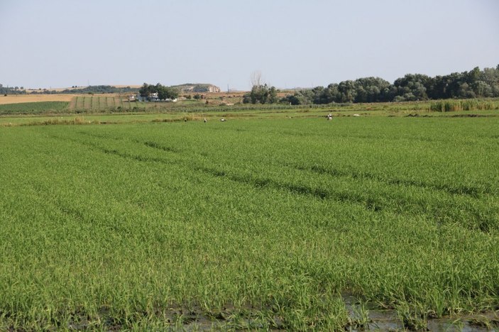 Edirne'de yağışlar çiftçiyi memnun etti