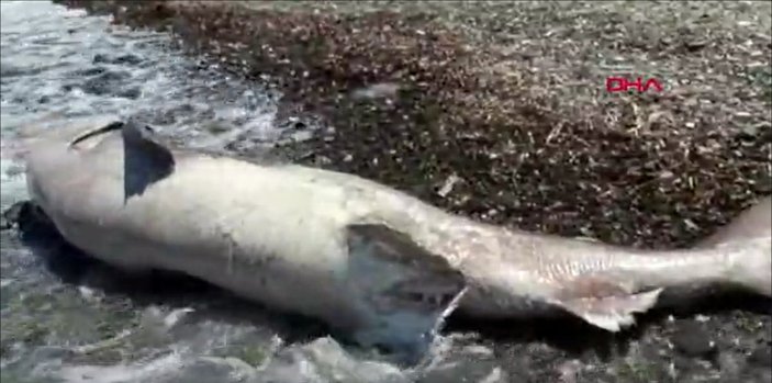 Muğla’da köpek balığı kıyıya vurdu