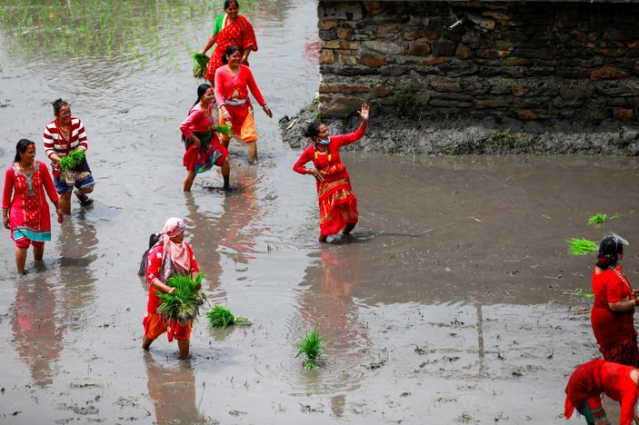 Nepal'de Ulusal Çeltik Günü kutlamaları