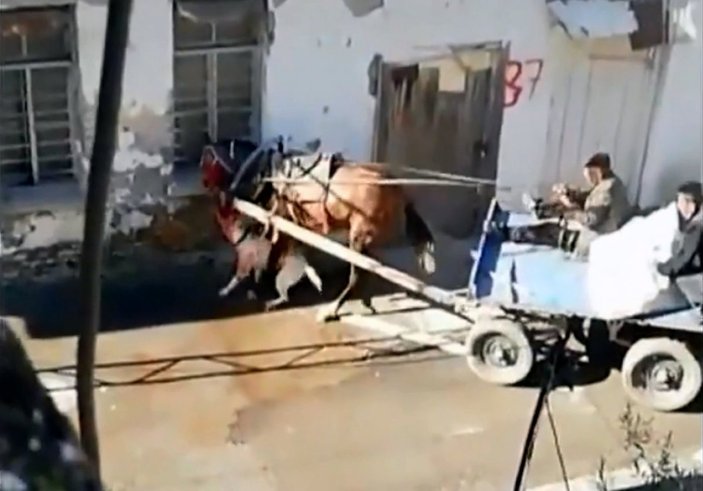 Adana’da sahipsiz pitbull atı ısırdı