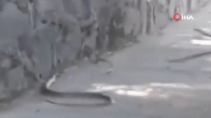 Ayazağa'da İETT otobüsünde yılan paniği