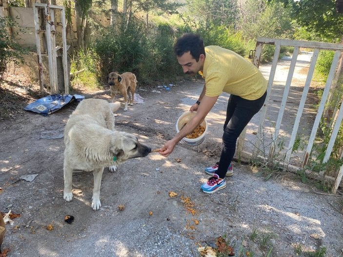 Ankara'da sokak hayvanları için restoranlarda ücretsiz çalışıyor