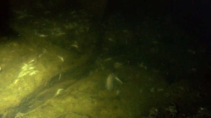 Küçükçekmece Gölü'nde yüzlerce balık ve yengeç öldü