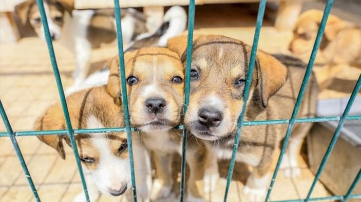 Hayvan haklarında yeni dönem! Petshop'ta kedi-köpek satışları yasaklanacak mı? Hayvanseverlere müjde...