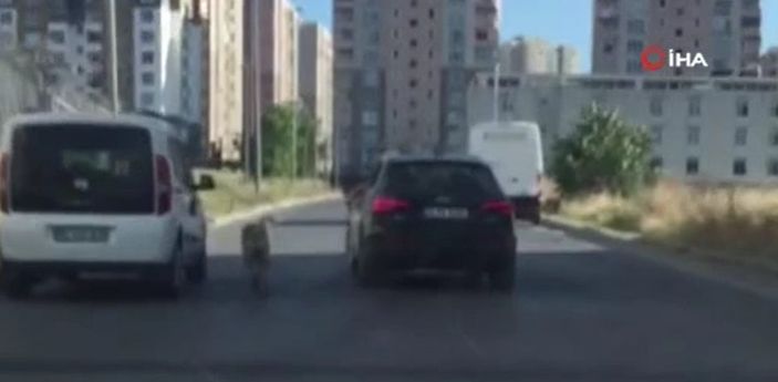i Esenyurt’ta, köpeği tasmasından tutup otomobilin arkasından koşturdu