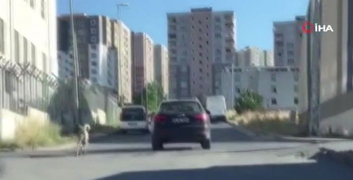 i Esenyurt’ta, köpeği tasmasından tutup otomobilin arkasından koşturdu