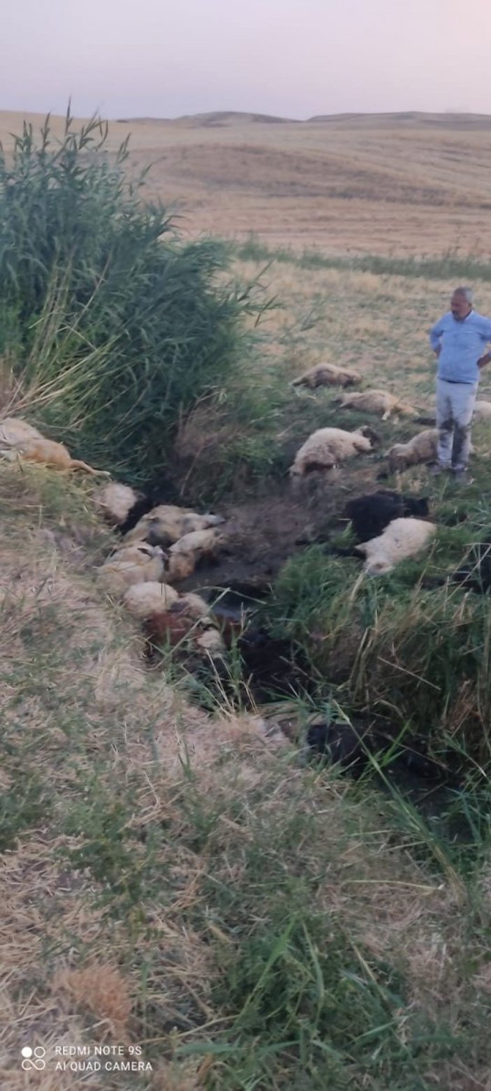 Diyarbakır’da dereye atlayan koyunu 500 koyun takip etti: 36 koyun telef oldu