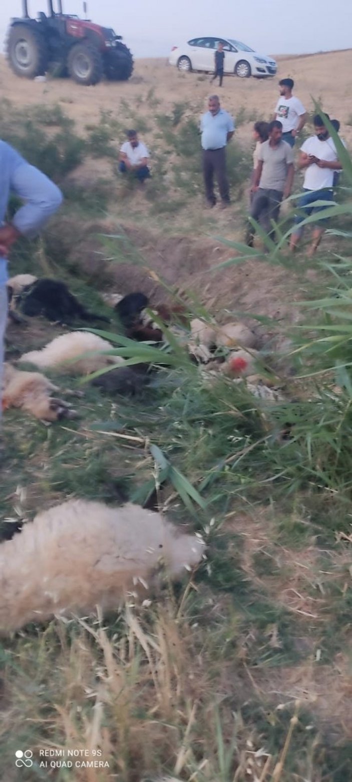 Diyarbakır’da dereye atlayan koyunu 500 koyun takip etti: 36 koyun telef oldu