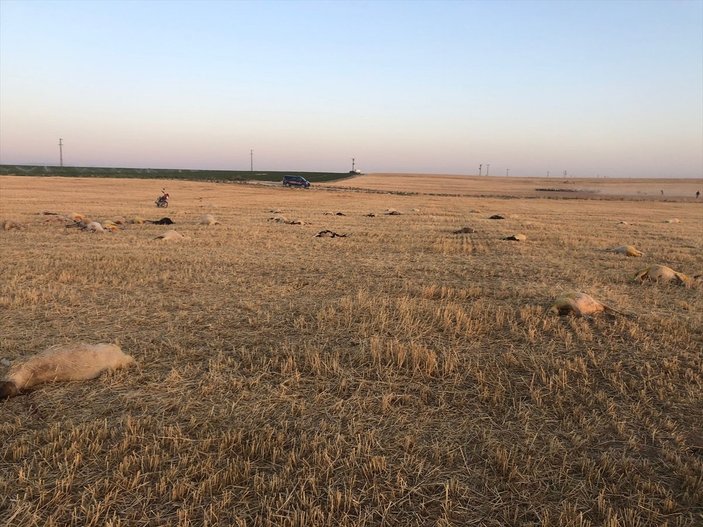 Aksaray'da 164 koyun telef oldu