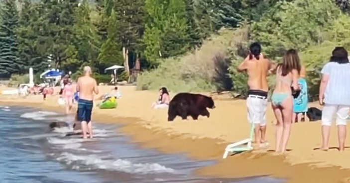 ABD'de ayılar plaja indi