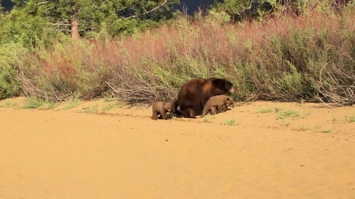 ABD'de ayılar plaja indi
