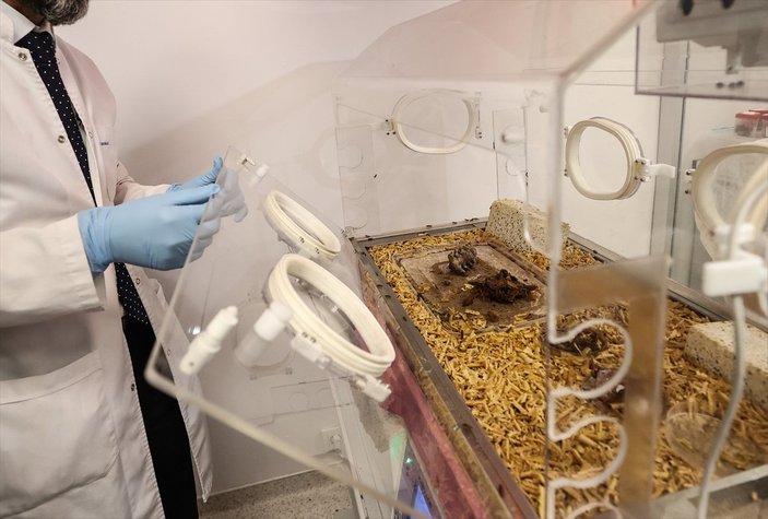 Adli Tıp morgunun kemikten doku temizleyen böcekleri