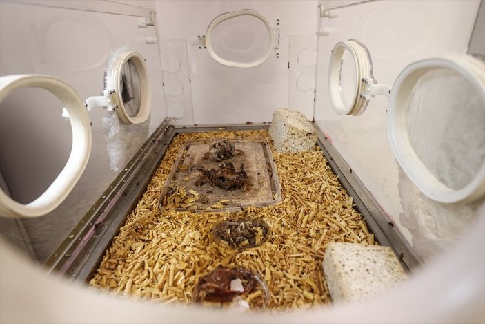 Adli Tıp morgunun kemikten doku temizleyen böcekleri