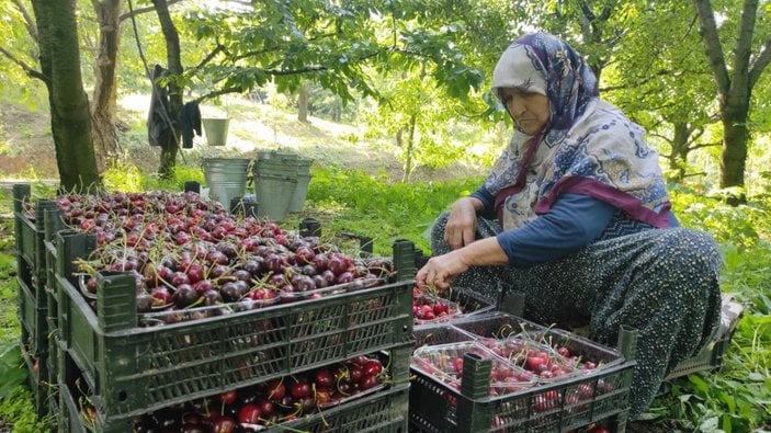 Bursa’da Meşhur Napolyon kirazı dalda kaldı