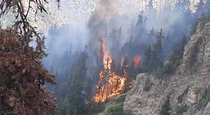 Artvin'de ormana düşen yıldırım yangın çıkardı