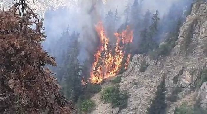 Artvin'de ormana düşen yıldırım yangın çıkardı