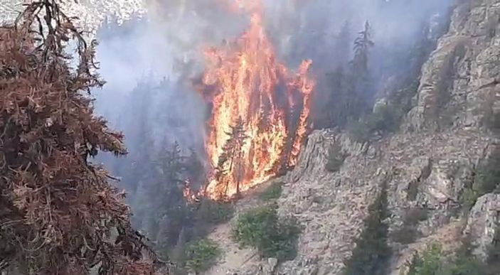 Artvin'de ormana düşen yıldırım yangın çıkardı