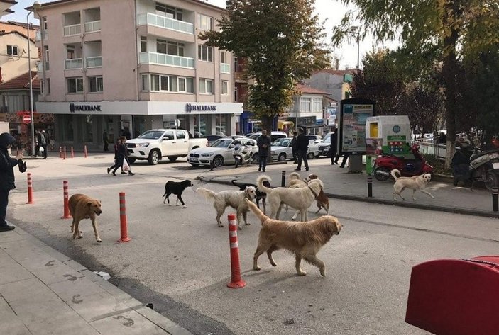 Danıştay kararı: Sokak köpeği saldırısında valilik ya da belediye tazminat ödeyecek