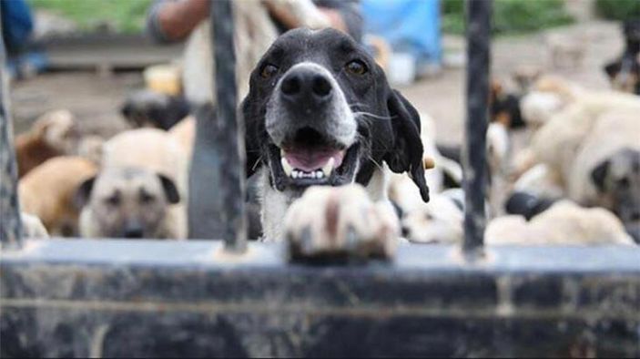 Hayvan hakları yasası çıktı mı? İşte madde madde yapılan değişiklikler 2021