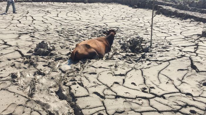 Tokat’ta itfaiye erleri, bataklığa düşen ineği kurtarmak için seferber oldu