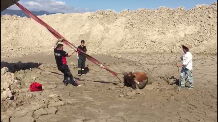 Tokat’ta itfaiye erleri, bataklığa düşen ineği kurtarmak için seferber oldu