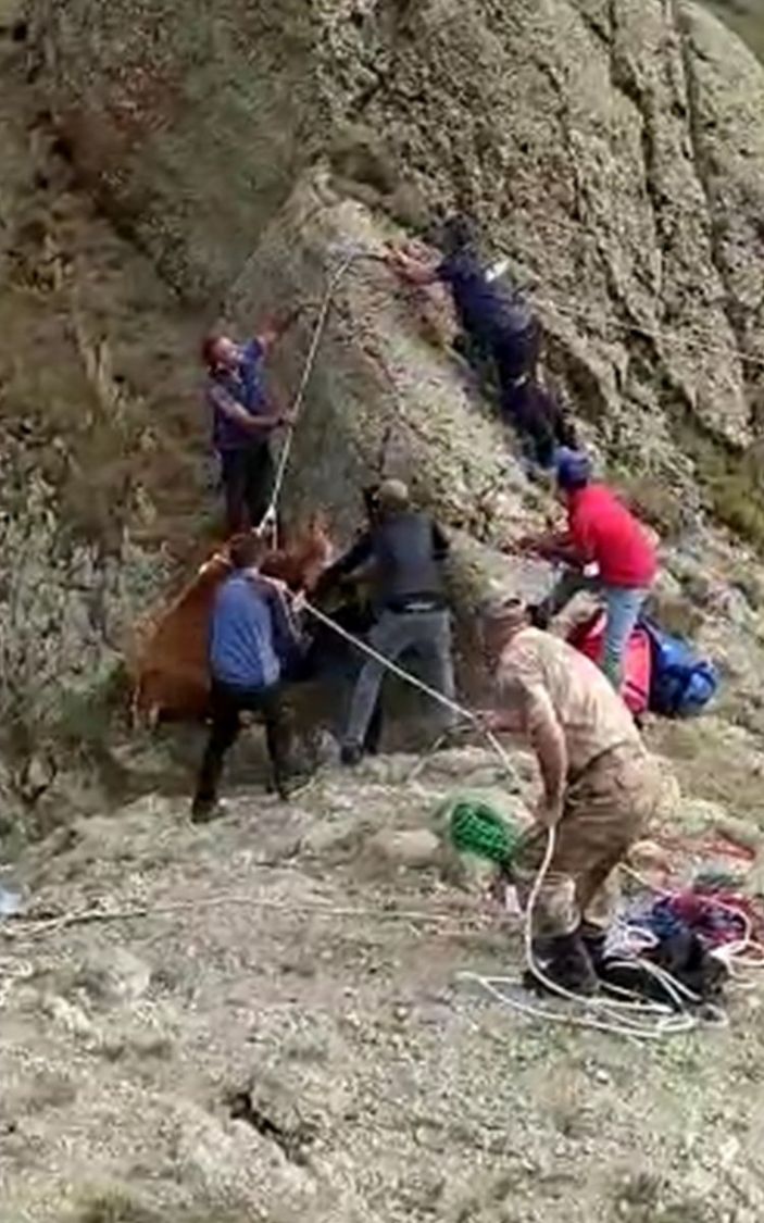 i Ardahan'da kayalıklarda mahsur kalan inek, halatla kurtarıldı