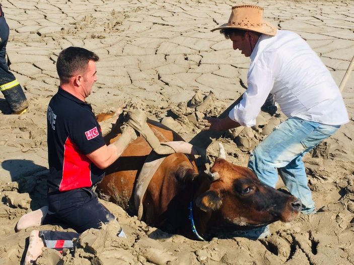 Tokat’ta itfaiye erleri, bataklığa düşen ineği kurtarmak için seferber oldu