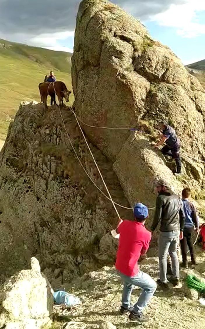 i Ardahan'da kayalıklarda mahsur kalan inek, halatla kurtarıldı