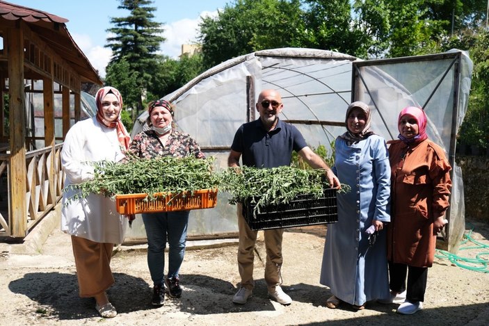 Şeker otu hasadı başladı