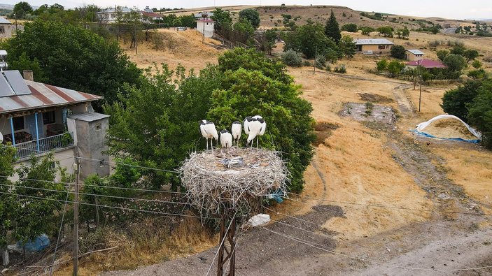 Tunceli'deki 'Kuşçu' köyünün leylek sakinlerinin sayısı artıyor