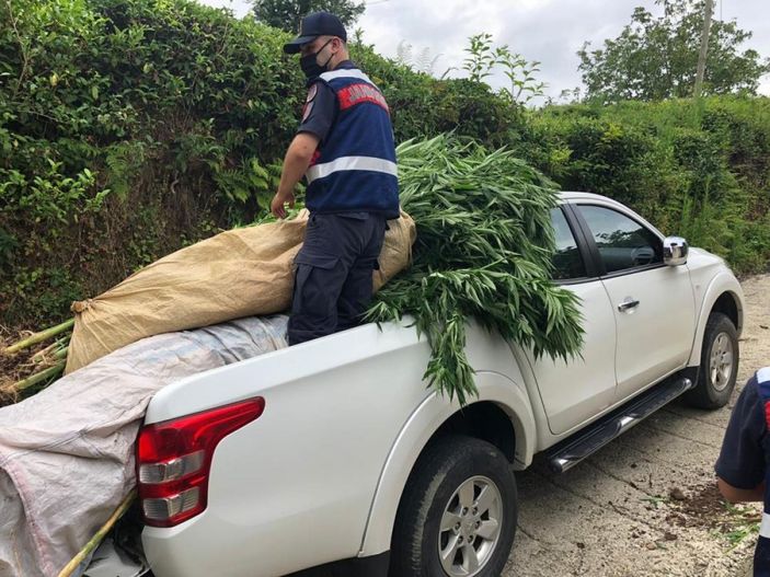 Rize'de mısır tarlasına ekilmiş kenevir bulundu