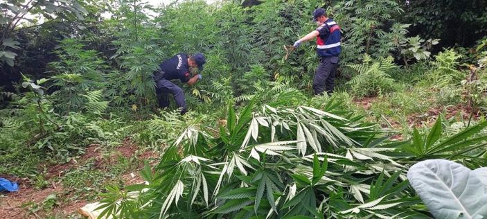 Rize'de mısır tarlasına ekilmiş kenevir bulundu