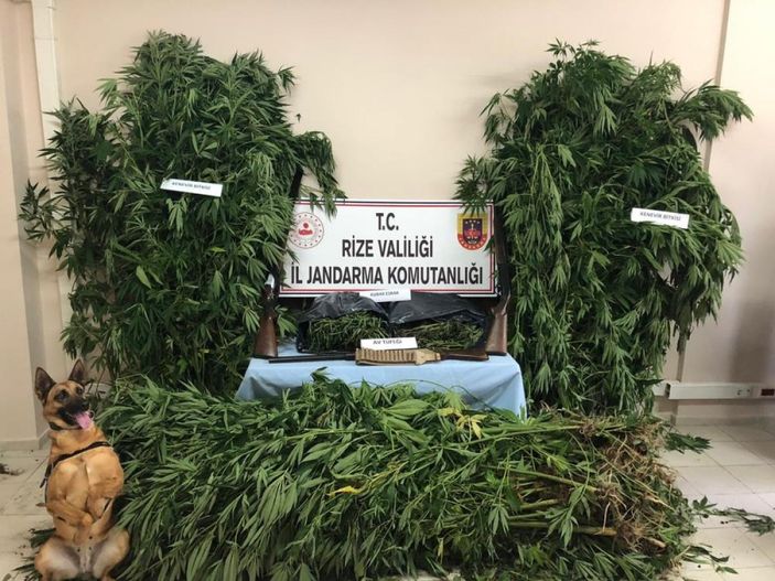 Rize'de mısır tarlasına ekilmiş kenevir bulundu