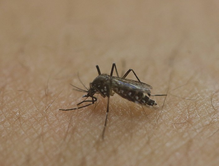 Kabus geri döndü! Zika virüsü nedir, belirtileri nelerdir? İşte tedavi yöntemleri...