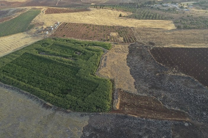 Şanlıurfa'da mısır tarlasında uyuşturucu operasyonu