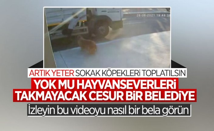 İstanbul'da köpekten kaçarken kamyon çarpan genç hayatını kaybetti