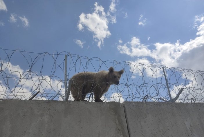 Ağrı'da sınırdaki duvarın üzerinde mahsur kalan yavru ayı kurtarıldı