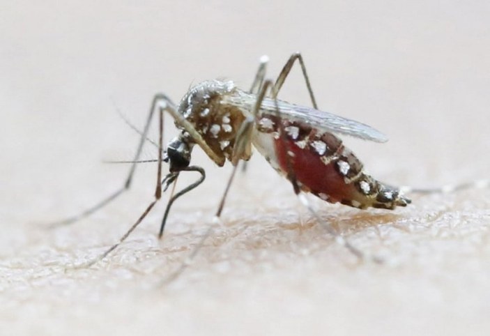 Asya Kaplan Sivrisineği nedir, nasıl anlaşılır? Tek bir ısırığı bile yaralıyor...