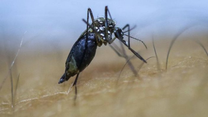 Asya Kaplan Sivrisineği nedir, nasıl anlaşılır? Tek bir ısırığı bile yaralıyor...
