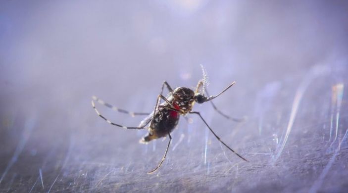 İstanbul'da Asya Kaplan Sivrisineği istilası