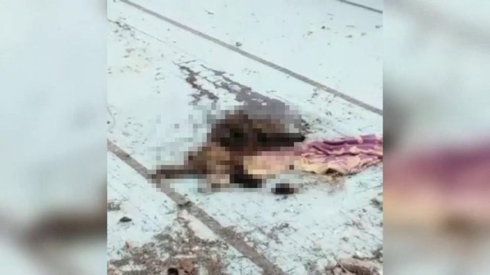 Adana'da bir köpek bıçaklanarak öldürüldü