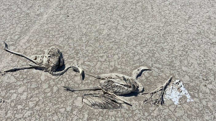 Tuz Gölü’ndeki flamingo ölümlerine yönelik soruşturma başlatıldı