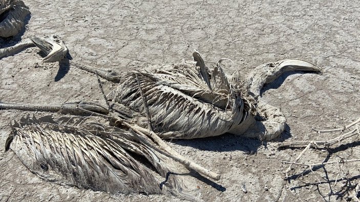 Tuz Gölü’ndeki flamingo ölümlerine yönelik soruşturma başlatıldı