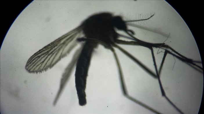 Asya Kaplan Sivrisineği, giysi üzerinden ısırabiliyor