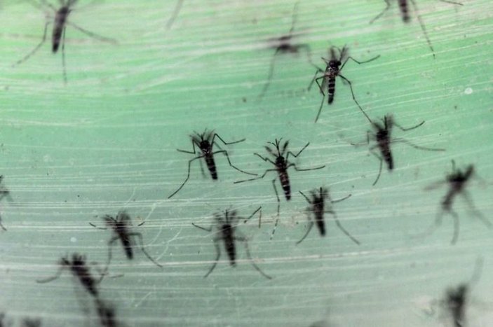 Asya Kaplan Sivrisineği, giysi üzerinden ısırabiliyor